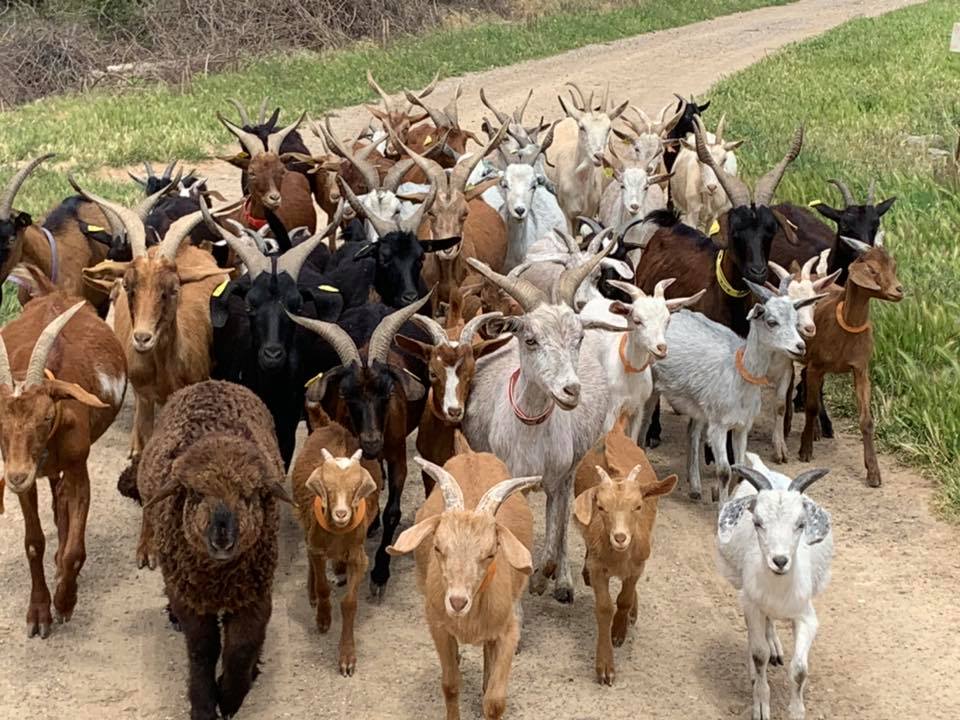 DE FERME EN FERME  DOMAINE DE MIRABEAU  Montpellier Méditerranée